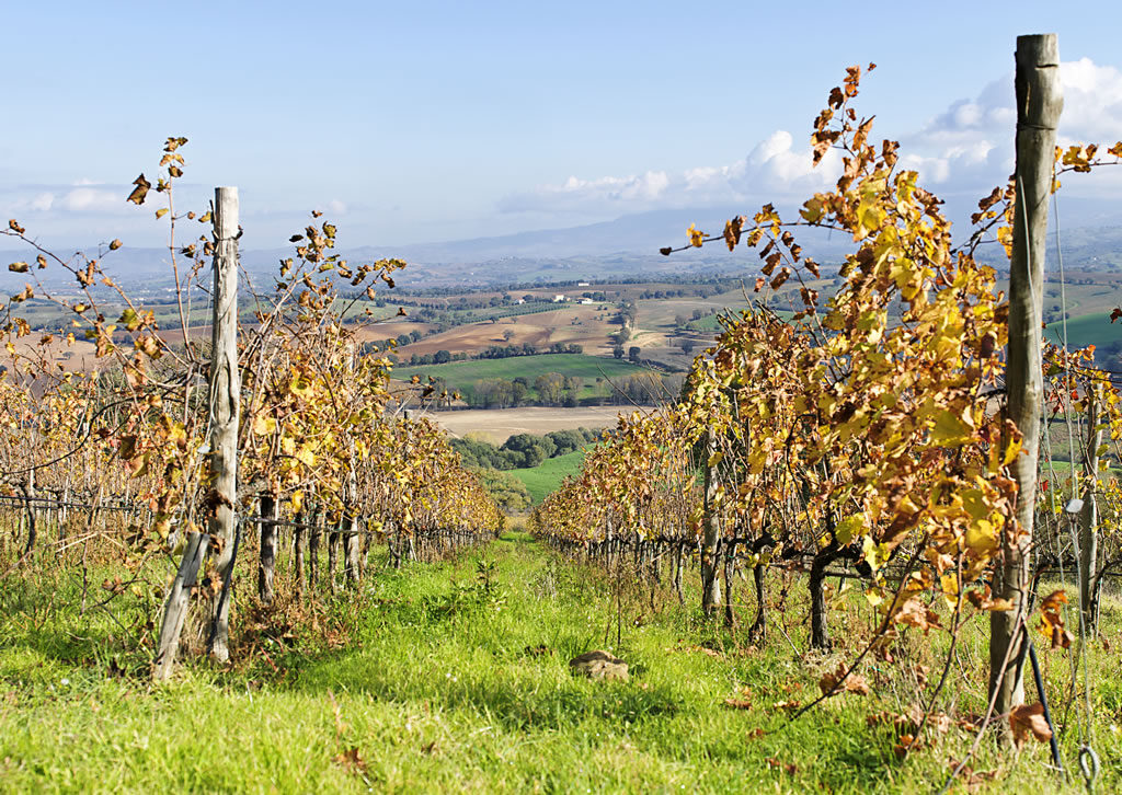 Fattoria_Le_Pupille 2